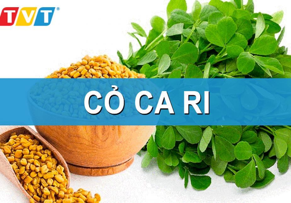 CỎ CÀ RI VÀ 7 TÁC DỤNG TUYỆT VỜI ĐỐI VỚI SỨC KHỎE